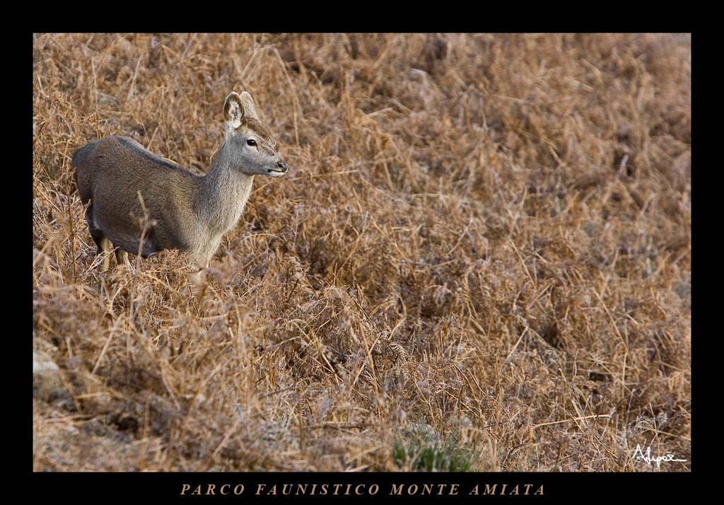 Bamby nel parco faunistico dell'amiata