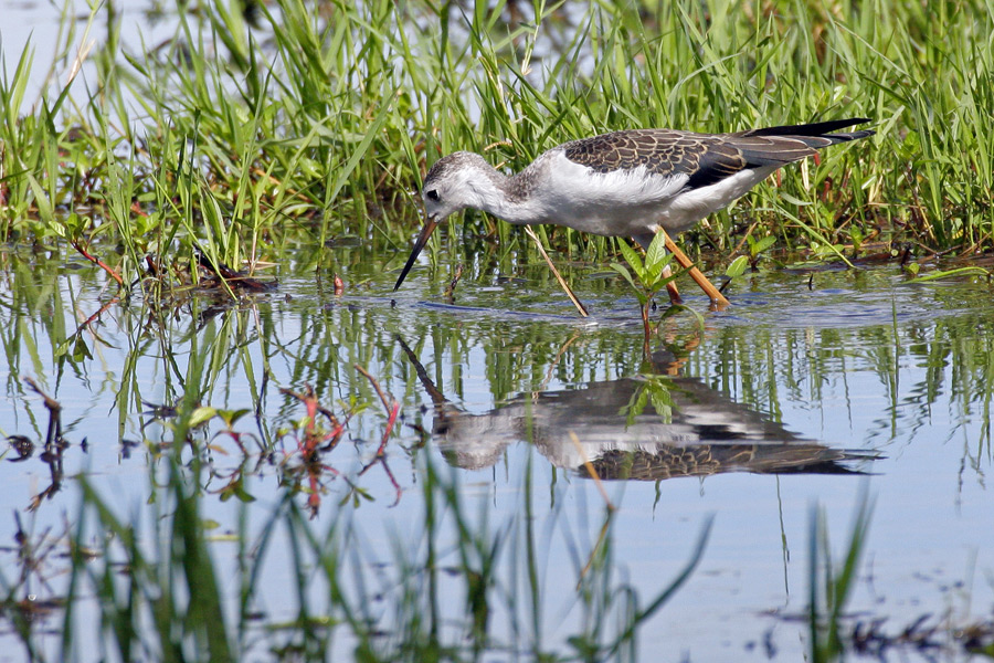 Cavaliere d' Italia ...