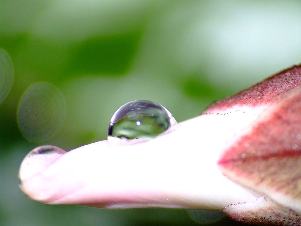 Piccola goccia senza fiore...