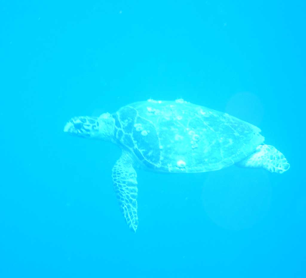 caretta