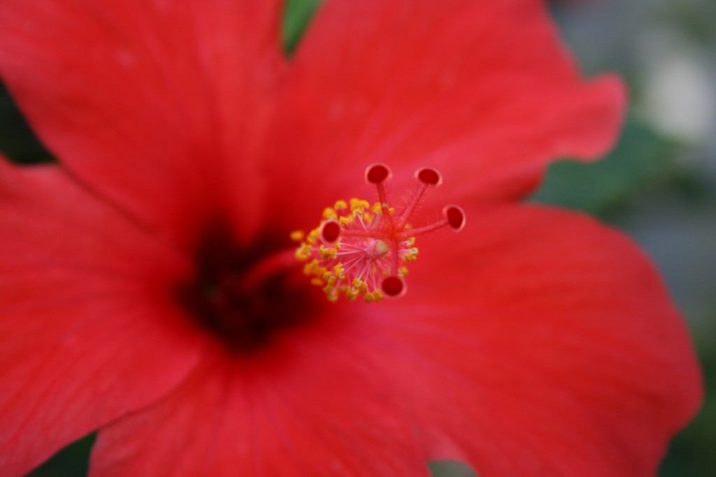 Fiore ( particolare)2