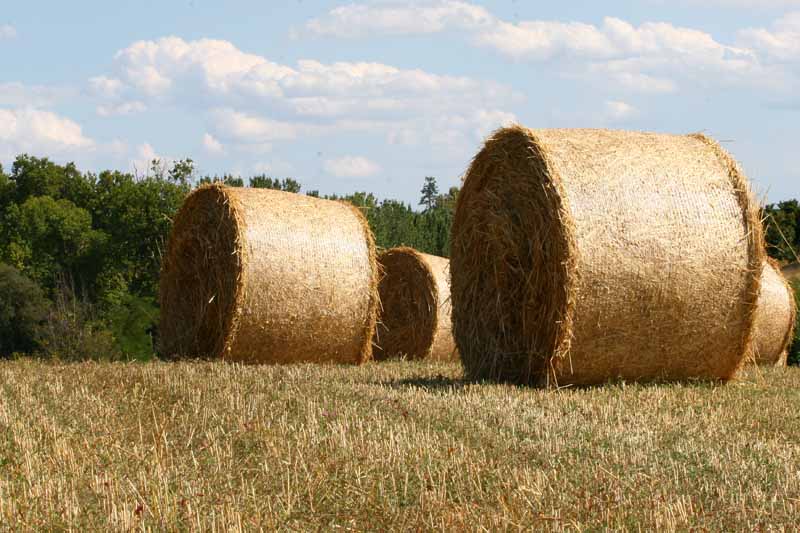 Balle di fieno