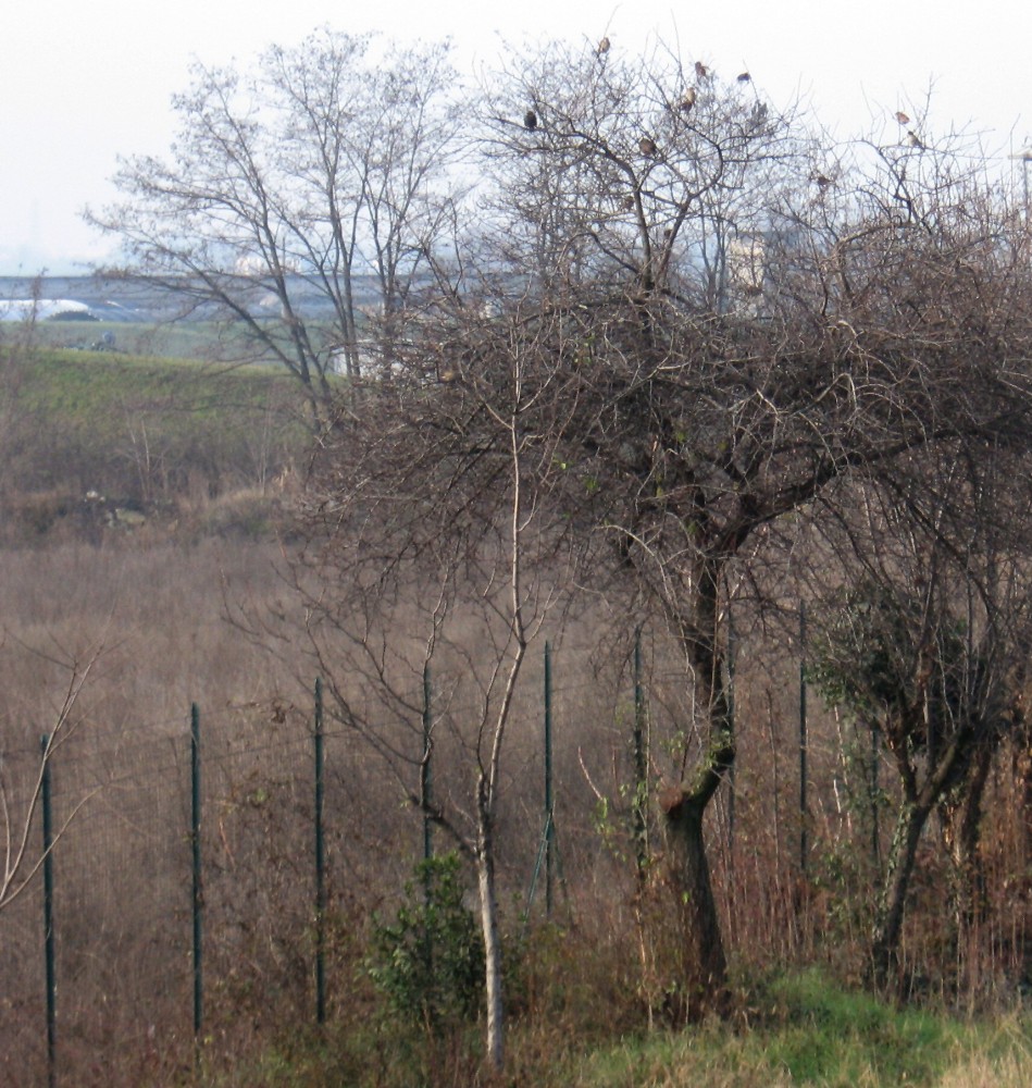 L'albero dietro la cava