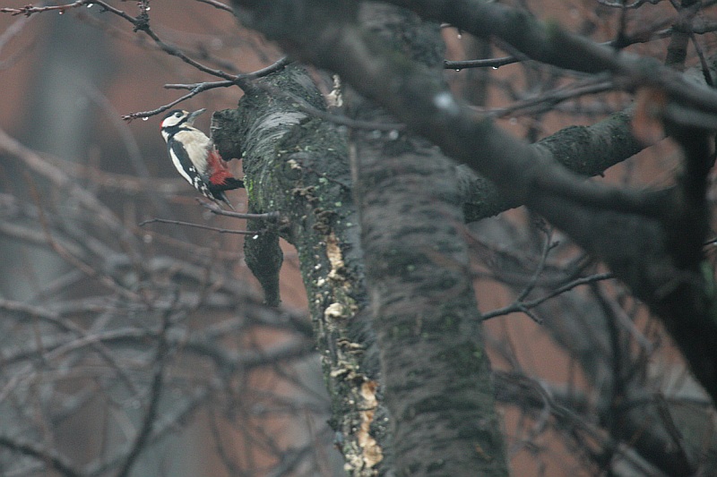 Picchio rosso maggiore del buon auspicio