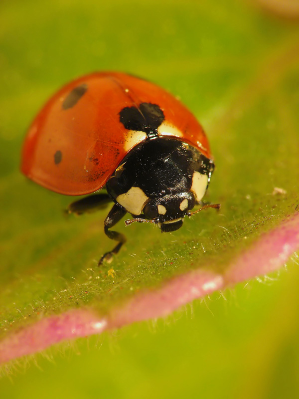Coccinella