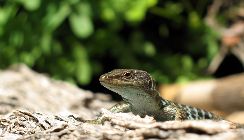 .....lucertola in posa...