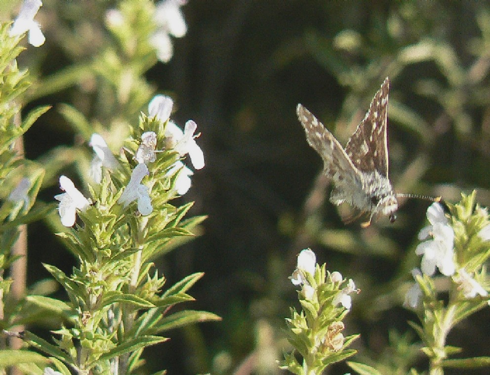 anch'io ho il mio voletto!!