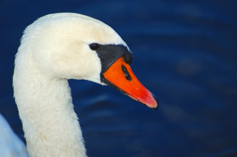 swan