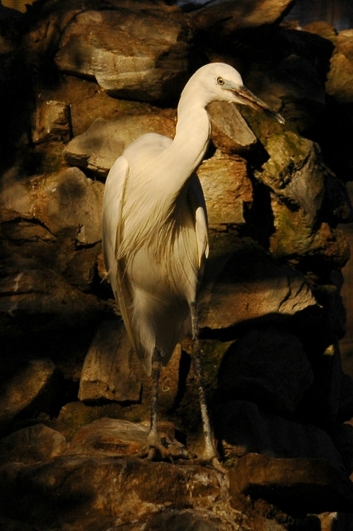 ritratto di garzetta