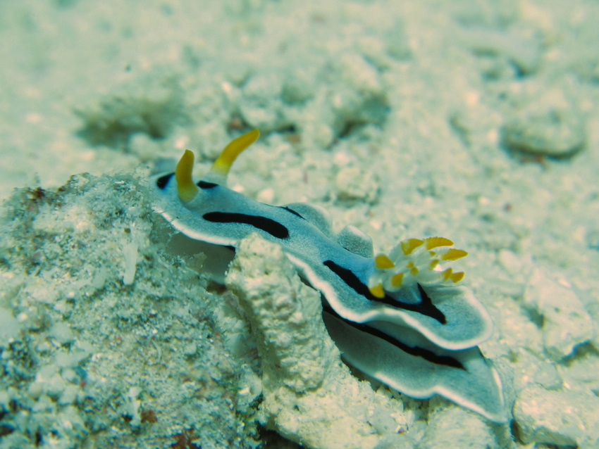 nudibranco