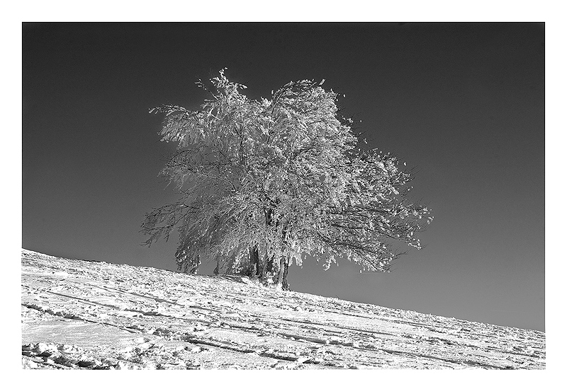 Albero di neve