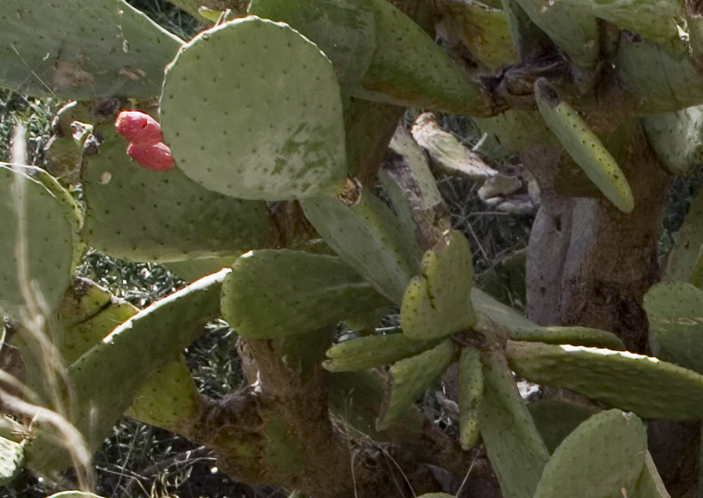 2 Fiche's d'India rosse