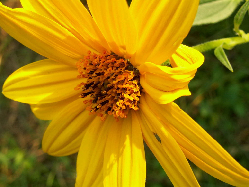 Margheritona e Ragno (4)