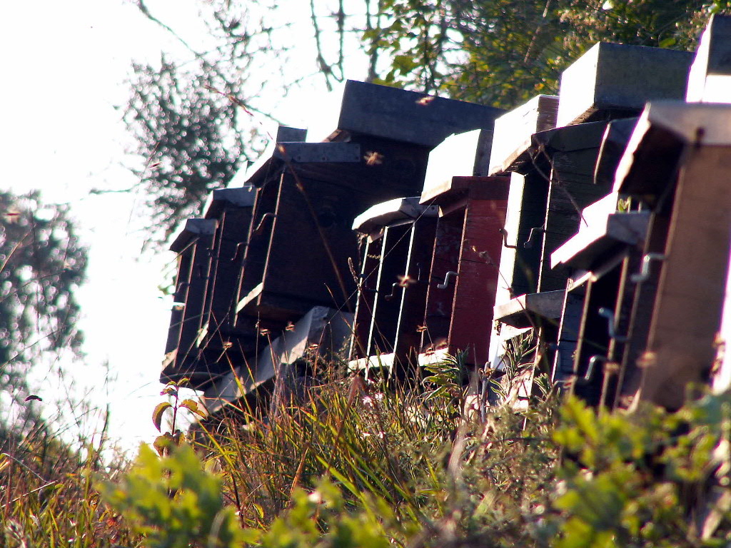 Paesaggio con api (9)