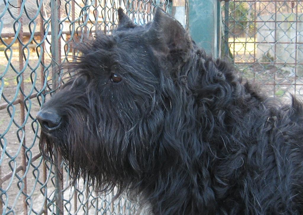 Bovaro delle fiandre