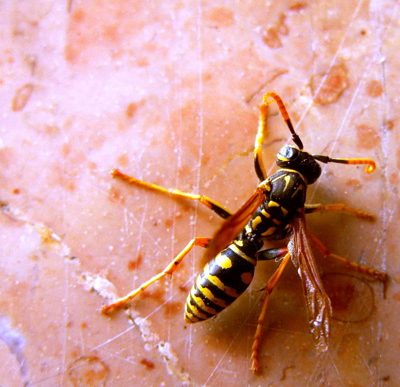 Vespa (2) final (small)