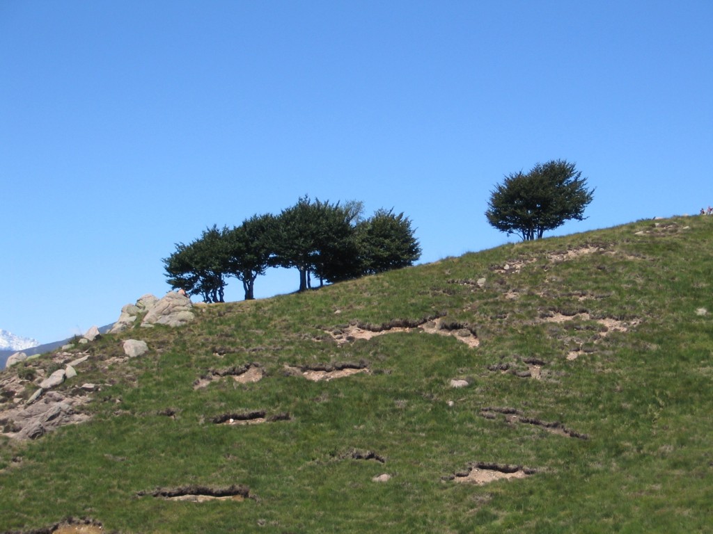Alberi Sul Mottarone