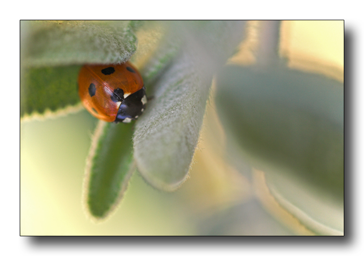 l'inverno di una coccinella