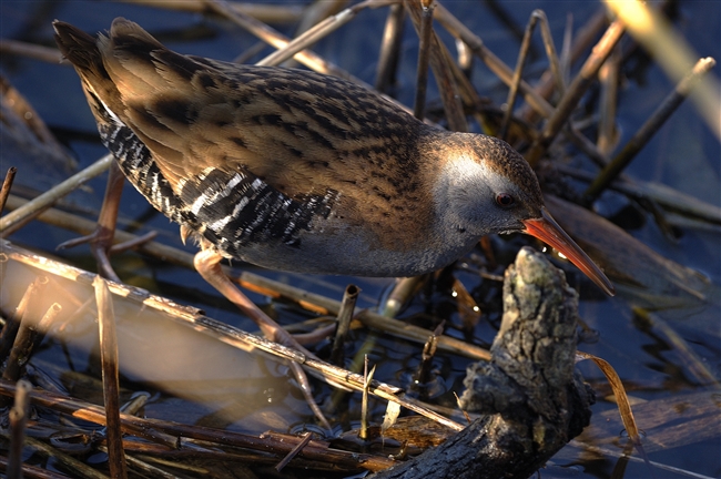 Porciglione - Rallus aquaticus