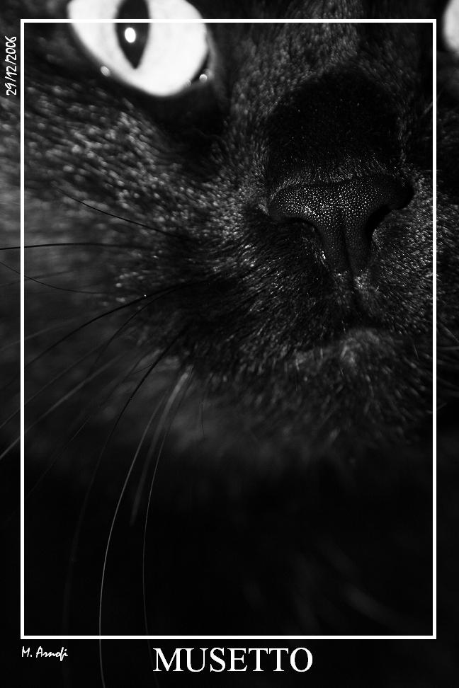 MUSETTO