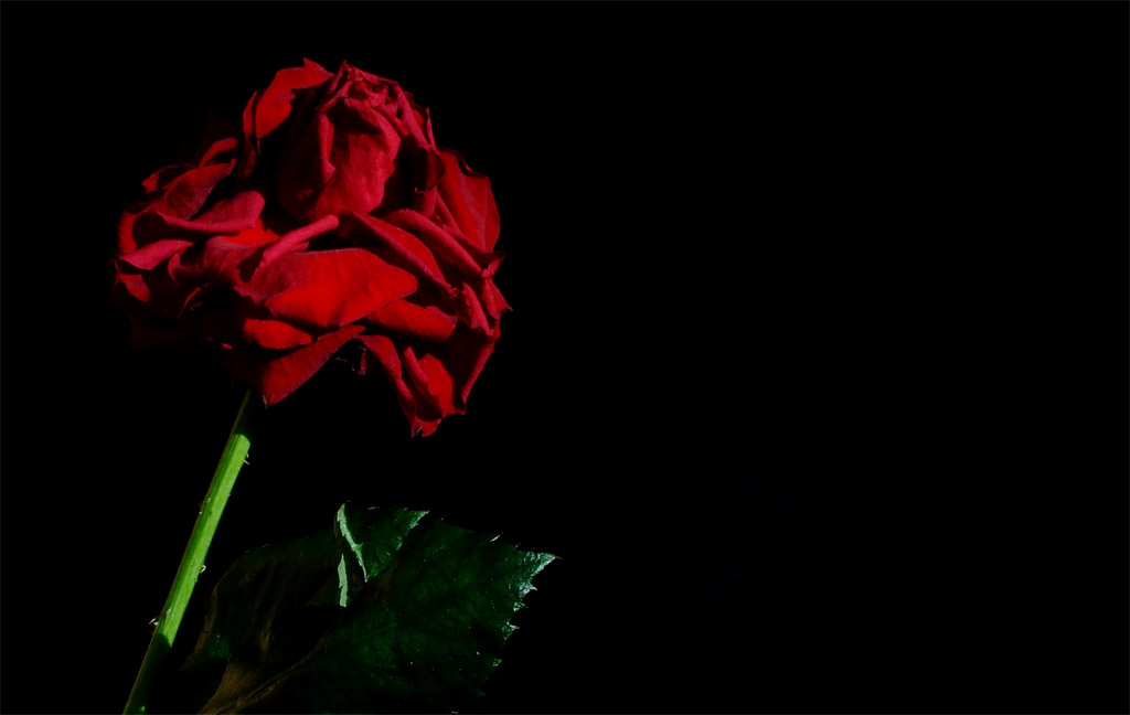 Je aime