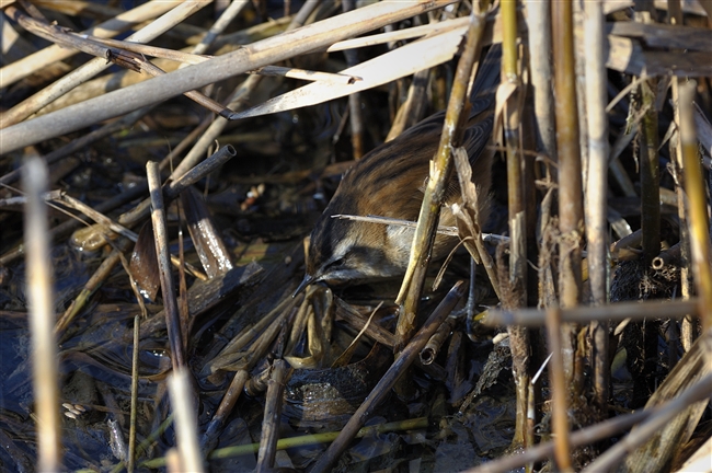 Forapaglie castagnolo - Acrocephalus melanopogon