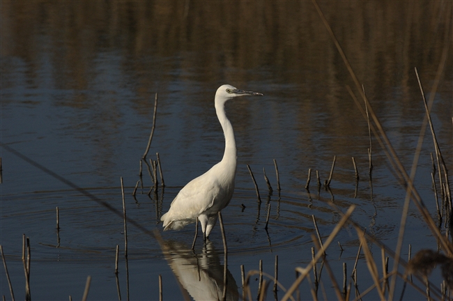 Garzetta - Egretta garzetta