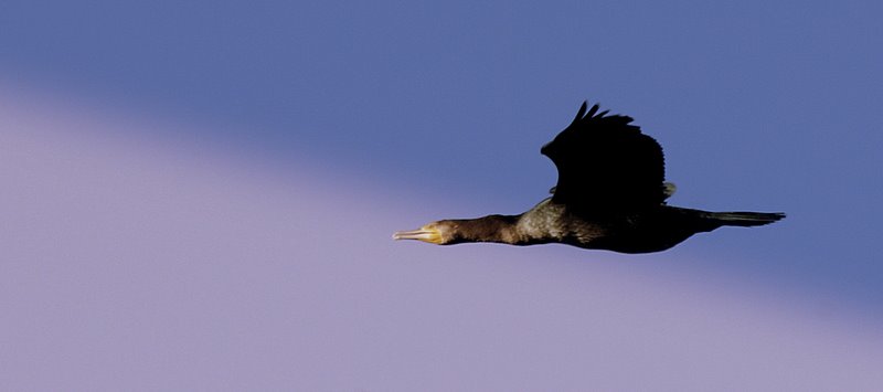 Una perfetta linea di volo