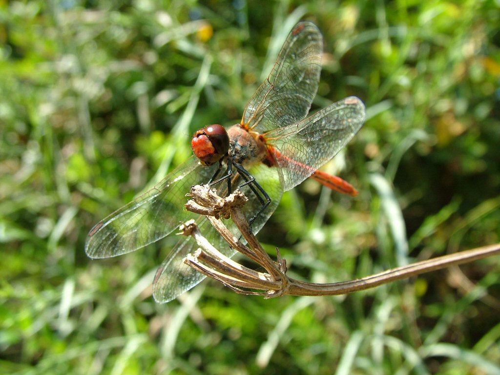 libellula rossa