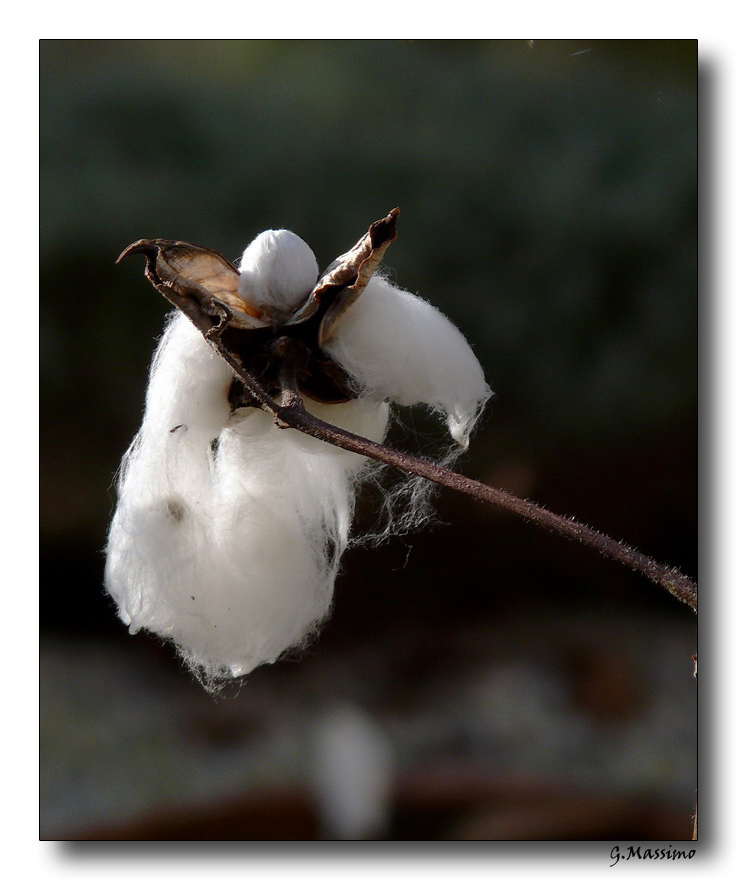 Pianta cotone 2 - Giardini Minerva  - SA
