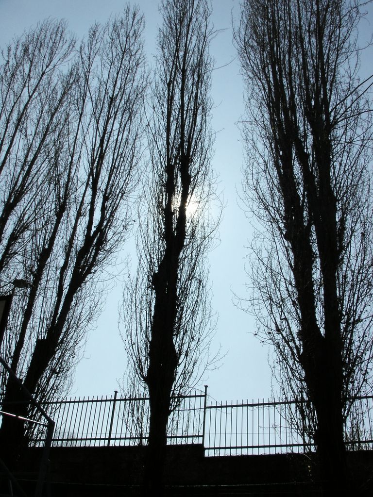 Sole dietro all'albero