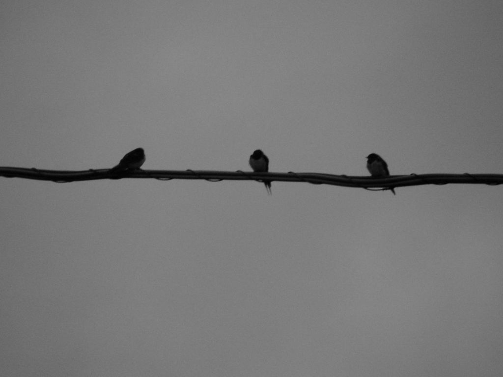 Uccelli sul filo