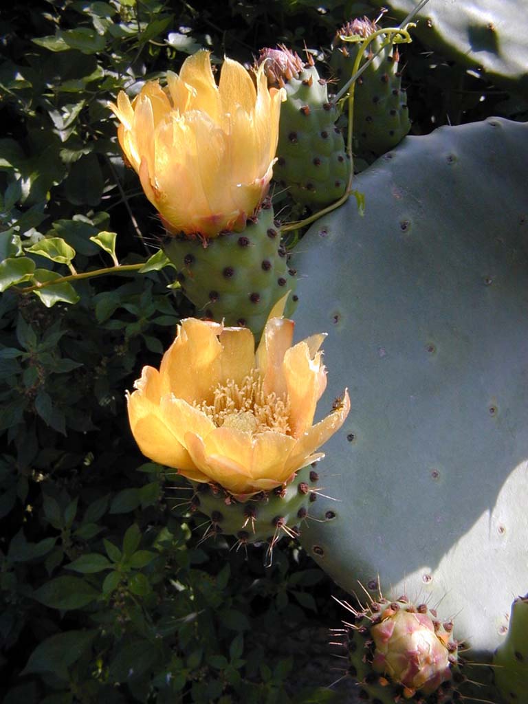 Fiori di Opuntia