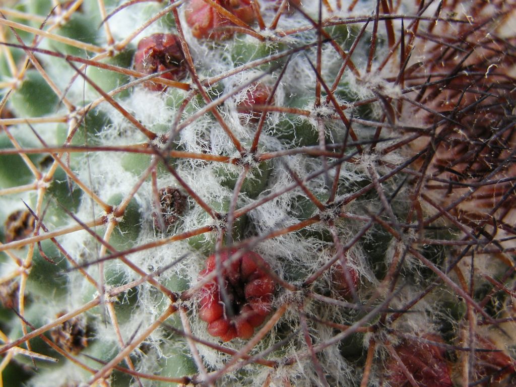 Kaktus