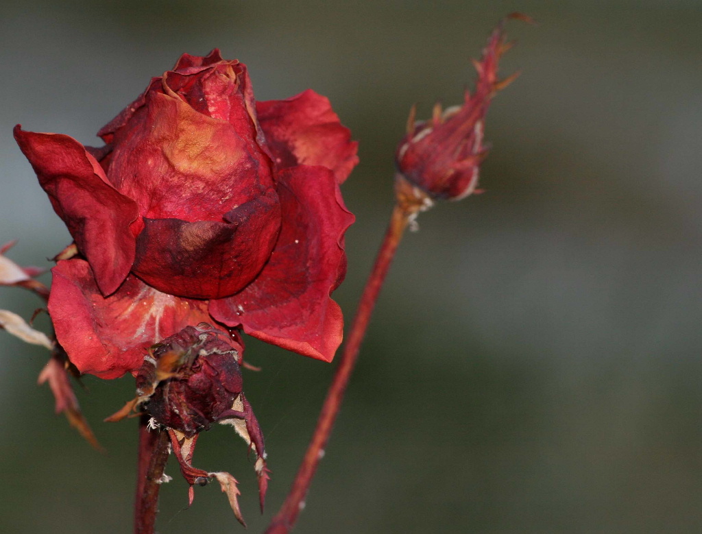 altra rosa... d' inverno