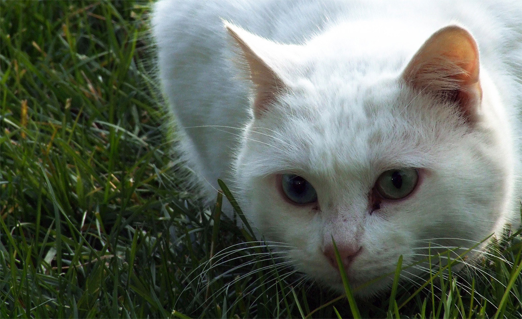 Mi � semblato di vedele un gatto...