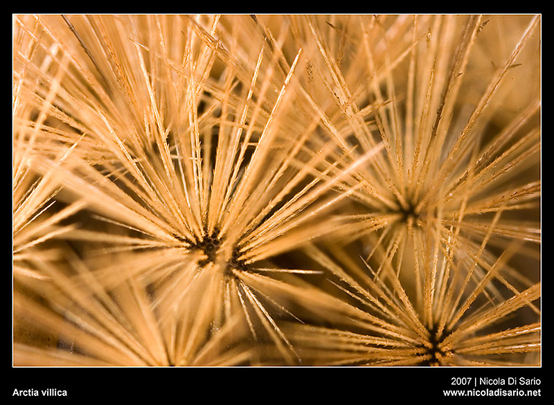 Larva di Arctia Villica II (RR 5:1)