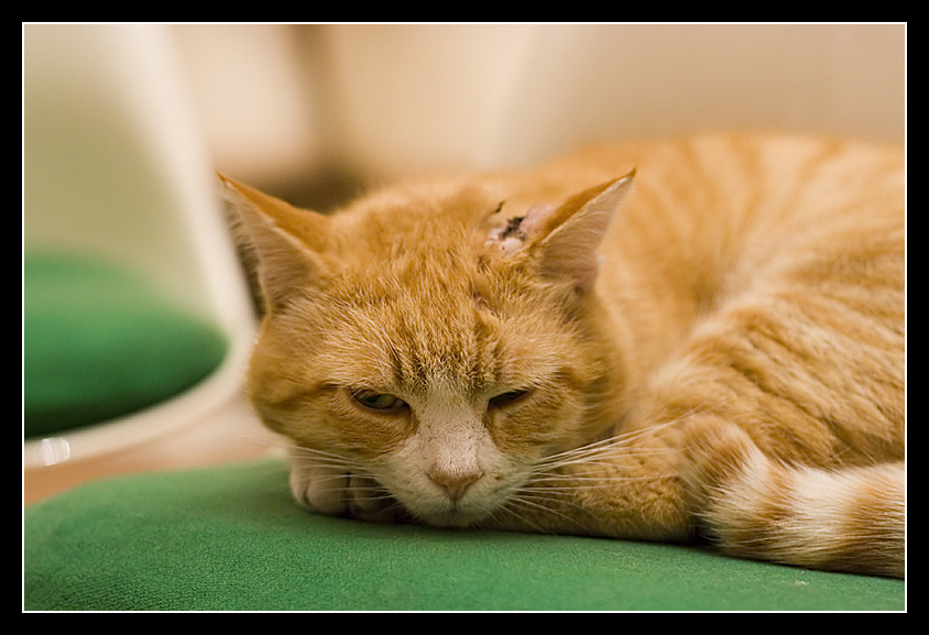 Chicco .... prima il cane ora il gatto :)