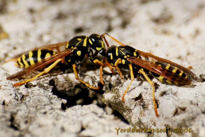 Prima io, no prima io...