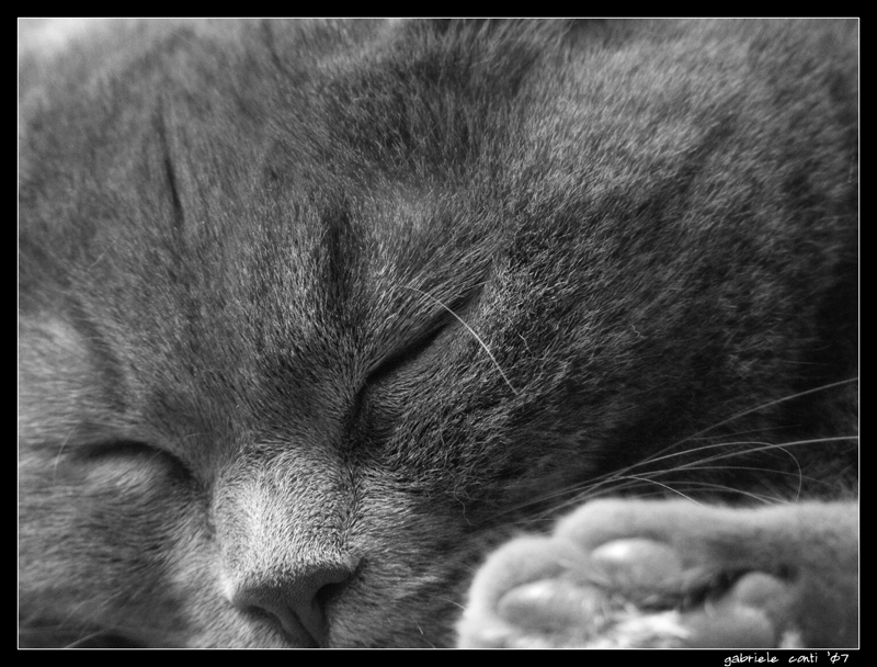 La mia micia sonnecchia....