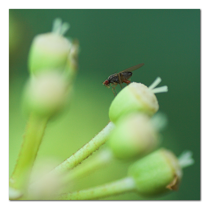 Moscerino con pulcino
