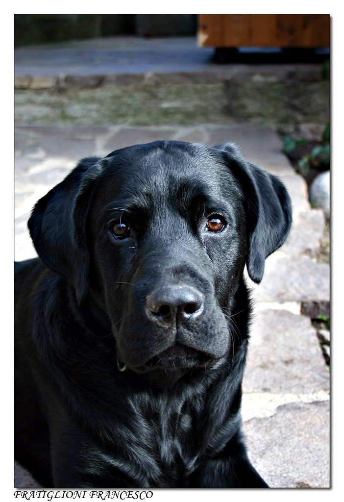 Un Cucciolo di Nome Roger