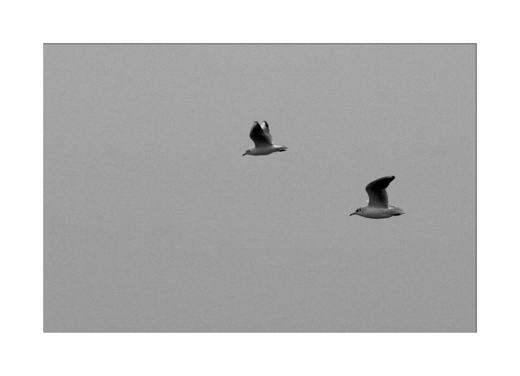 Rimini il mare d'Inverno Gabbiani