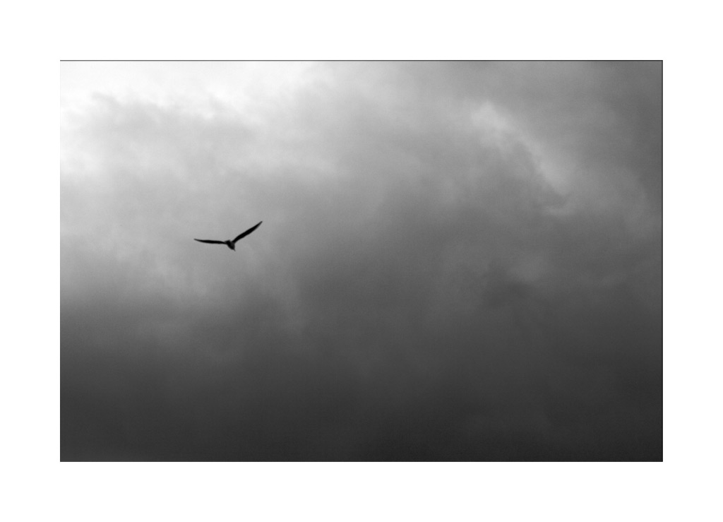 Rimini il mare d'Inverno Gabbiano