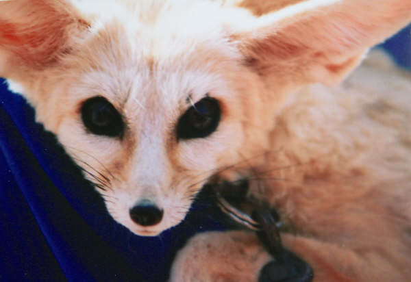 la volpe del deserto......