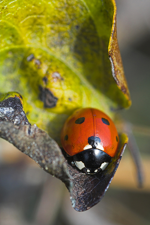 una foglia per coperta