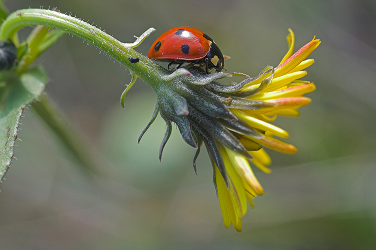 coccinella sulla vetta