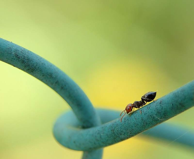 Formichina sulla rete