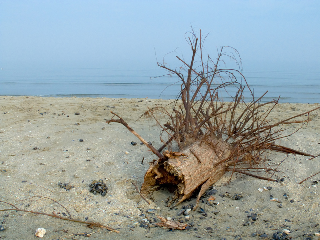 Mare, freddo e nebbia
