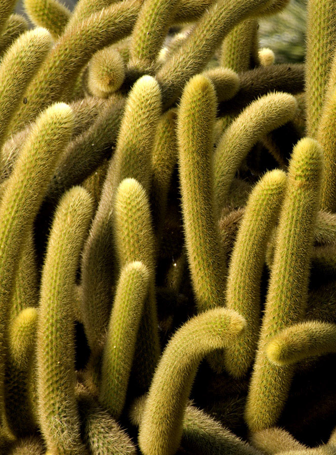 Piante afrodisiache 2